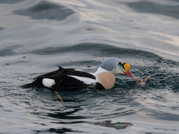 Kyhmyhaahka, King Eider, Somateria spectabilis