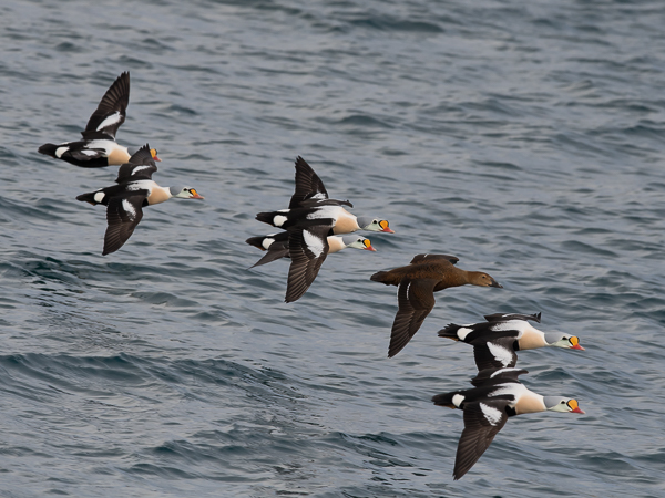 Kyhmyhaahka, King Eider, Somateria spectabilis