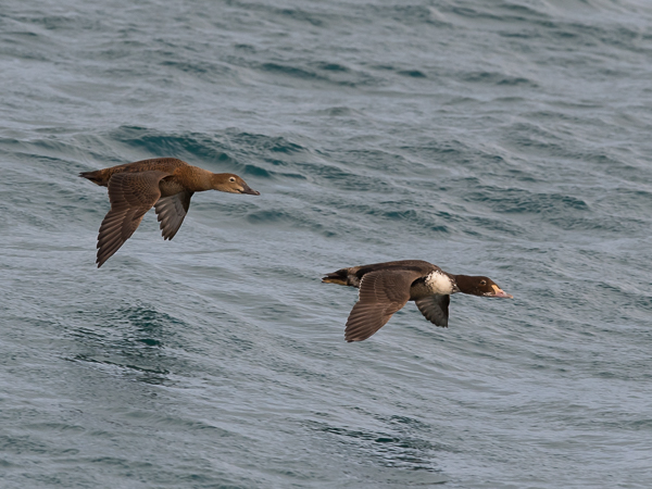 Kyhmyhaahka, King Eider, Somateria spectabilis