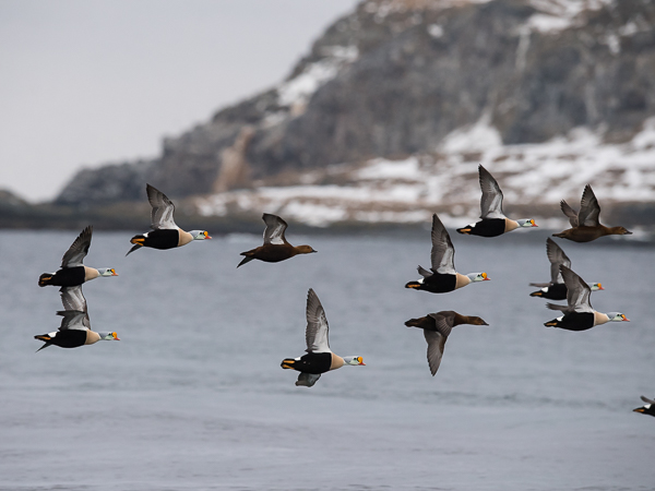 Kyhmyhaahka, King Eider, Somateria spectabilis