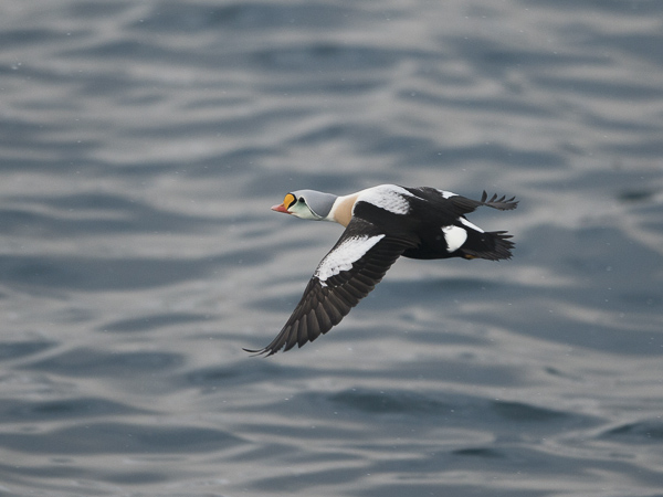 Kyhmyhaahka, King Eider, Somateria spectabilis