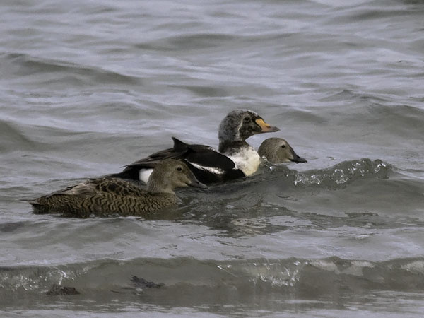 Kyhmyhaahka, King Eider, Somateria spectabilis