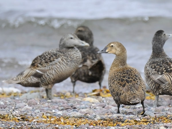 Kyhmyhaahka, King Eider, Somateria spectabilis