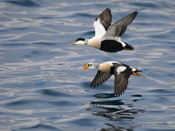 Kyhmyhaahka, King Eider, Somateria spectabilis