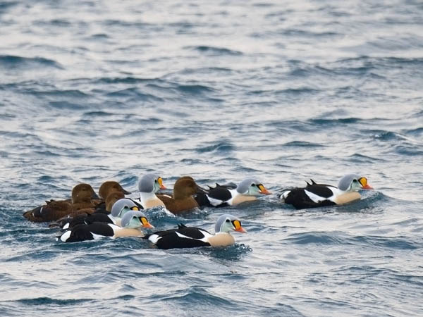 Kyhmyhaahka, King Eider, Somateria spectabilis
