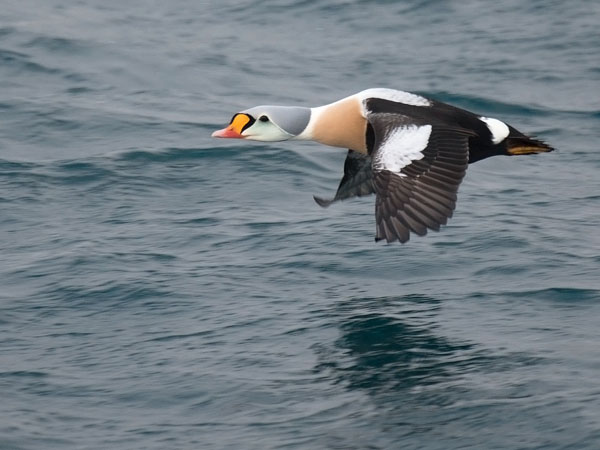 Kyhmyhaahka, King Eider, Somateria spectabilis