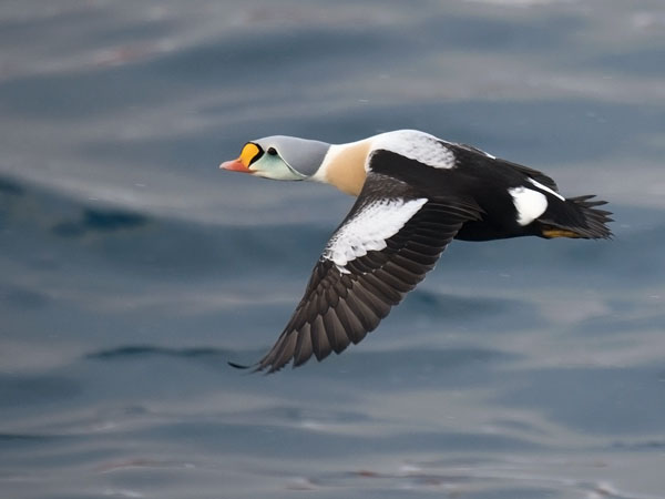 Kyhmyhaahka, King Eider, Somateria spectabilis