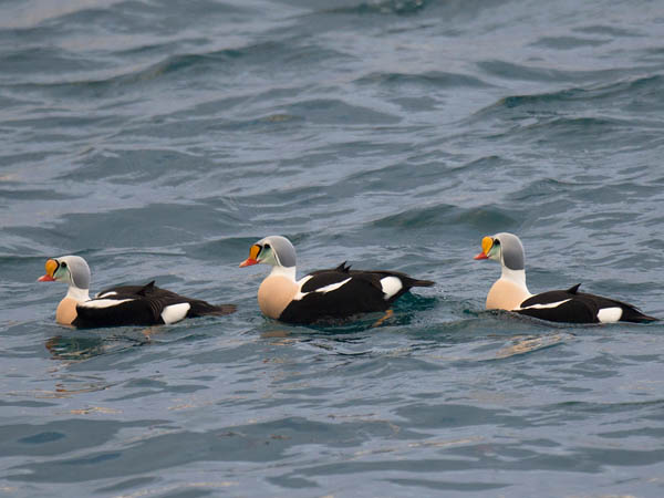 Kyhmyhaahka, King Eider, Somateria spectabilis