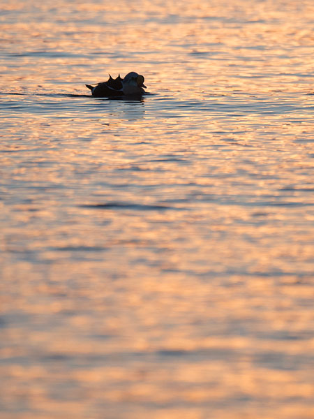 Kyhmyhaahka, King Eider, Somateria spectabilis