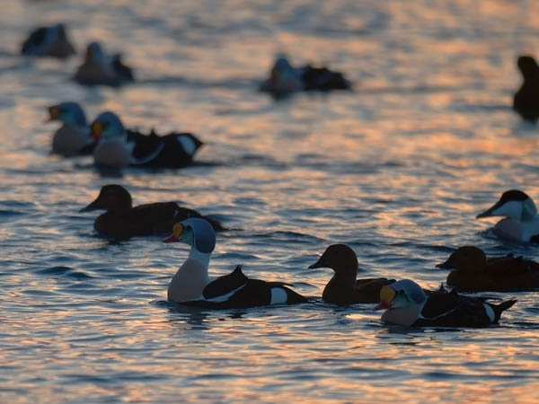 Kyhmyhaahka, King Eider, Somateria spectabilis