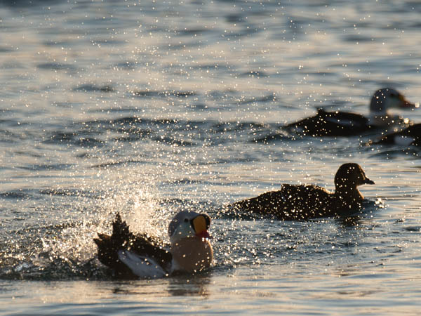 Kyhmyhaahka, King Eider, Somateria spectabilis