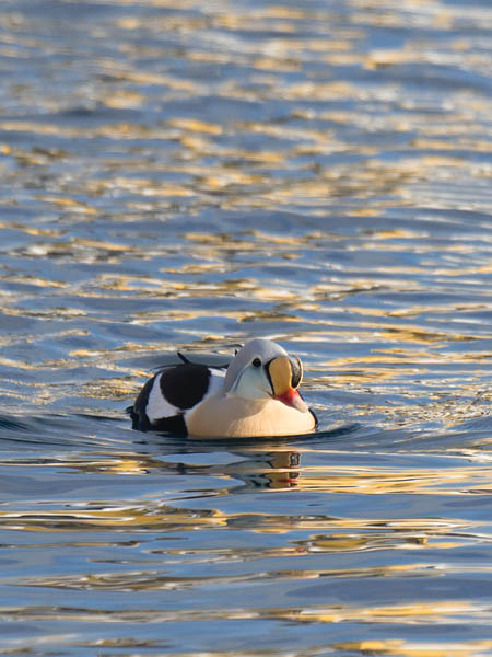 Kyhmyhaahka, King Eider, Somateria spectabilis