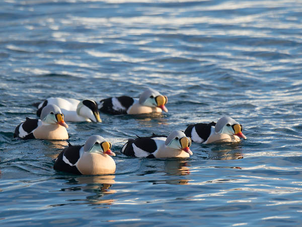 Kyhmyhaahka, King Eider, Somateria spectabilis