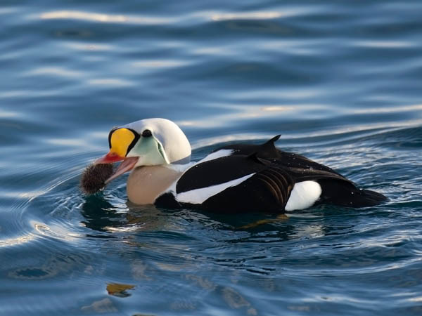 Kyhmyhaahka, King Eider, Somateria spectabilis