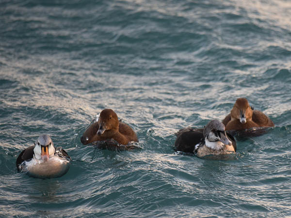 Kyhmyhaahka, King Eider, Somateria spectabilis