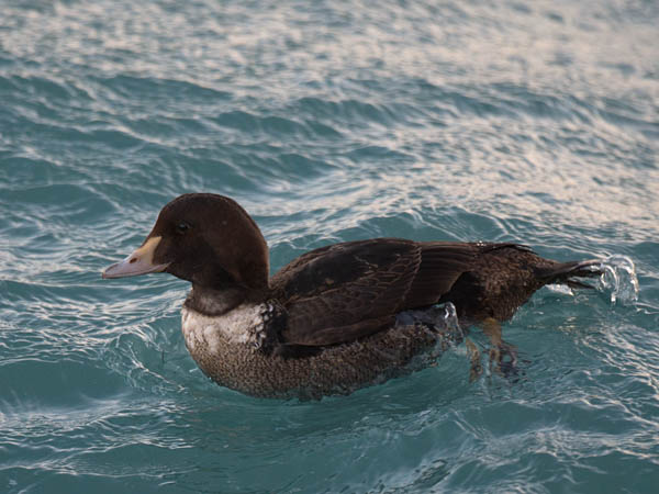 Kyhmyhaahka, King Eider, Somateria spectabilis