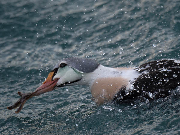Kyhmyhaahka, King Eider, Somateria spectabilis