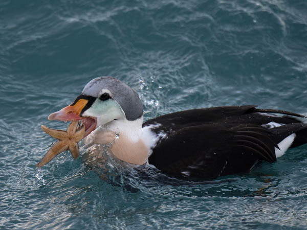 Kyhmyhaahka, King Eider, Somateria spectabilis