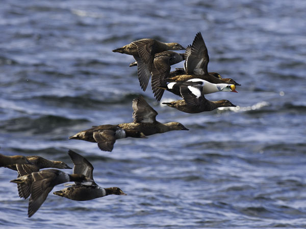 Kyhmyhaahka, King Eider, Somateria spectabilis