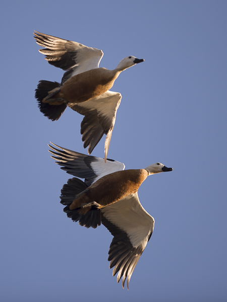 Ruostesorsa, Ruddy Shelduck, Tadorna ferruginea