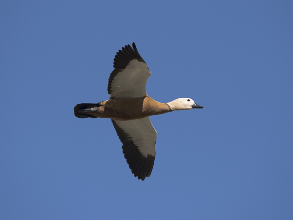 Ruostesorsa, Ruddy Shelduck, Tadorna ferruginea