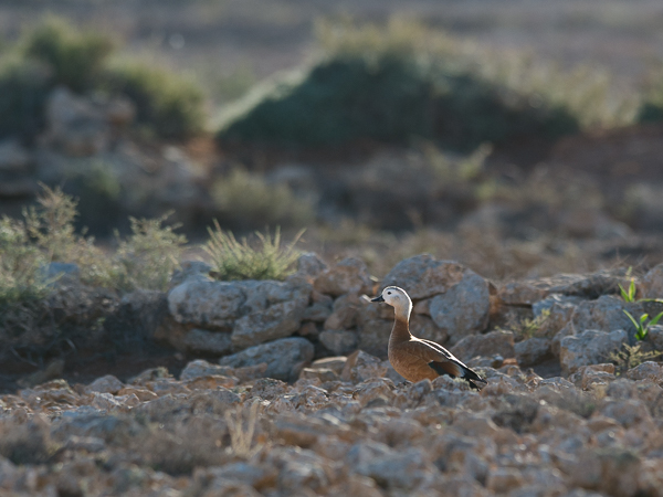 Ruostesorsa, Ruddy Shelduck, Tadorna ferruginea