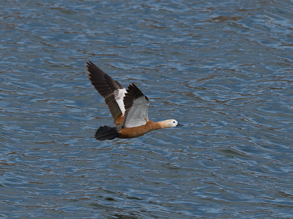 Ruostesorsa, Ruddy Shelduck, Tadorna ferruginea