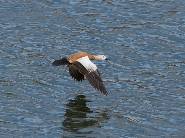 Ruostesorsa, Ruddy Shelduck, Tadorna ferruginea