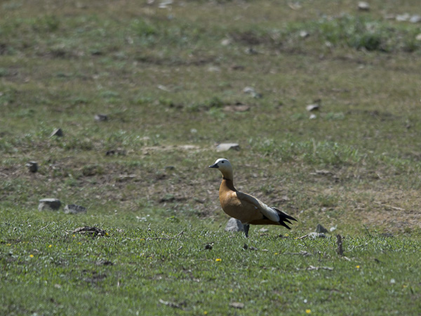 Ruostesorsa, Ruddy Shelduck, Tadorna ferruginea