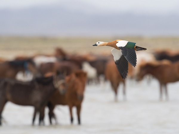 Ruostesorsa, Ruddy Shelduck, Tadorna ferruginea