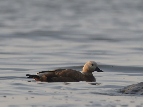 Ruostesorsa, Ruddy Shelduck, Tadorna ferruginea