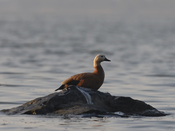 Ruostesorsa, Ruddy Shelduck, Tadorna ferruginea