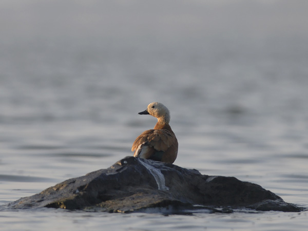 Ruostesorsa, Ruddy Shelduck, Tadorna ferruginea
