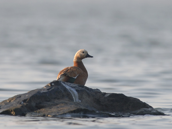 Ruostesorsa, Ruddy Shelduck, Tadorna ferruginea