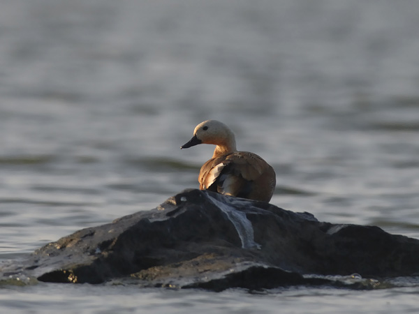Ruostesorsa, Ruddy Shelduck, Tadorna ferruginea