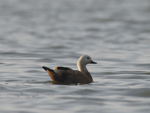 Ruostesorsa, Ruddy Shelduck, Tadorna ferruginea