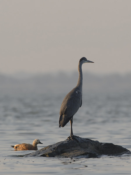 Ruostesorsa, Ruddy Shelduck, Tadorna ferruginea