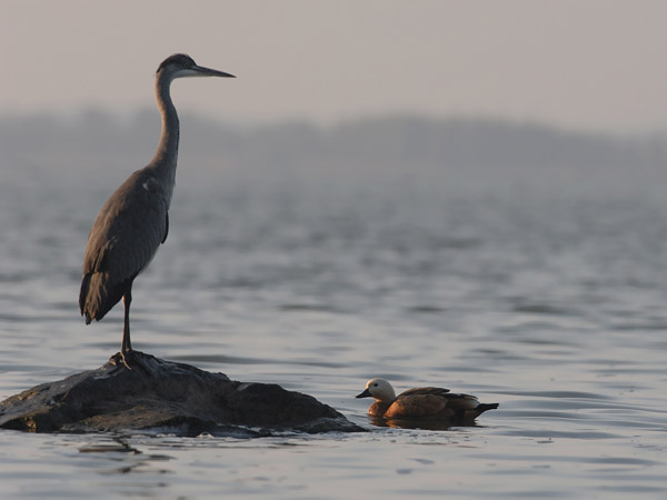 Ruostesorsa, Ruddy Shelduck, Tadorna ferruginea