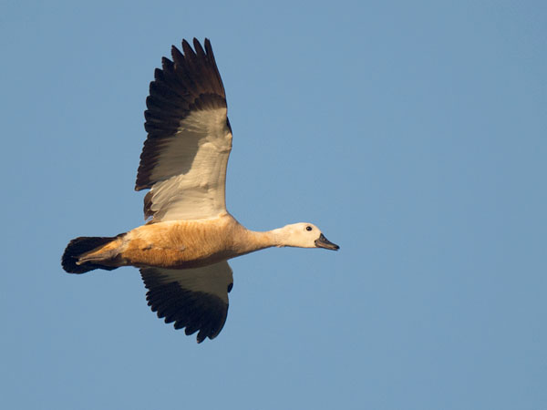 Ruostesorsa, Ruddy Shelduck, Tadorna ferruginea