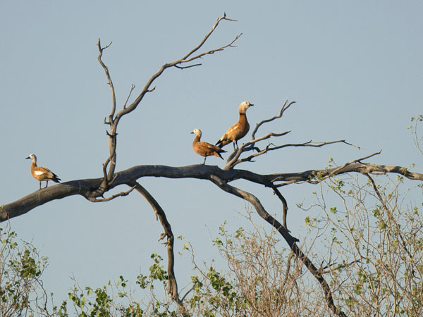 Ruostesorsa, Ruddy Shelduck, Tadorna ferruginea