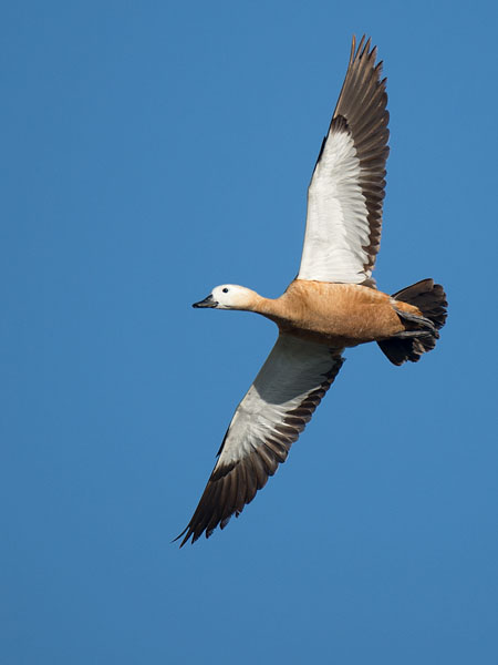 Ruostesorsa, Ruddy Shelduck, Tadorna ferruginea