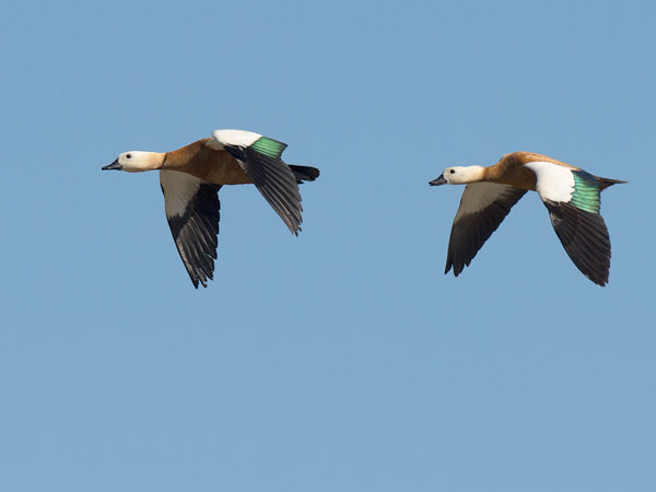 Ruostesorsa, Ruddy Shelduck, Tadorna ferruginea
