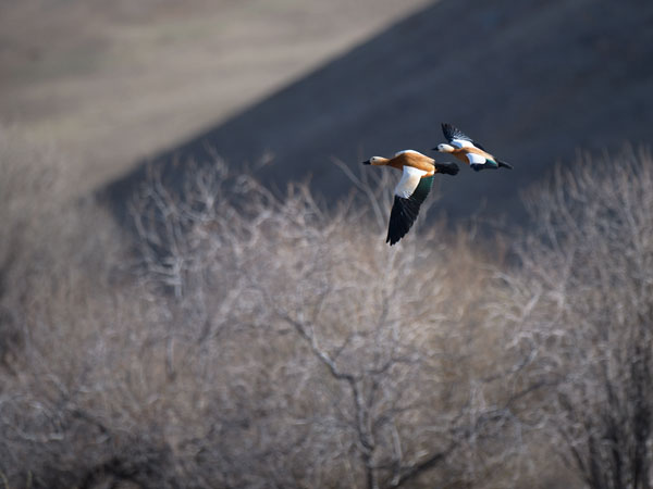 Ruostesorsa, Ruddy Shelduck, Tadorna ferruginea