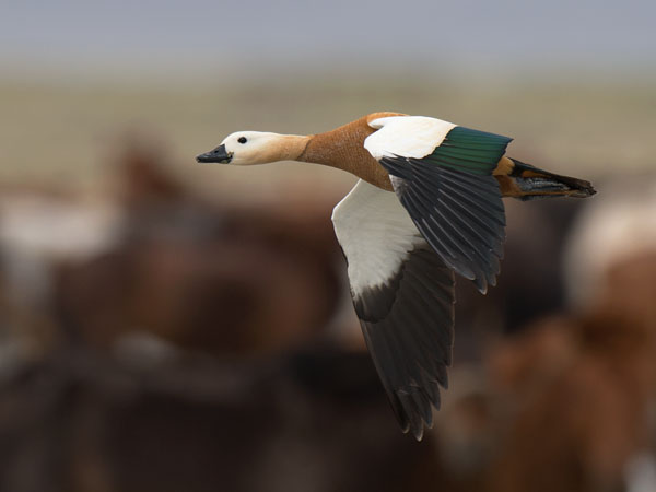 Ruostesorsa, Ruddy Shelduck, Tadorna ferruginea