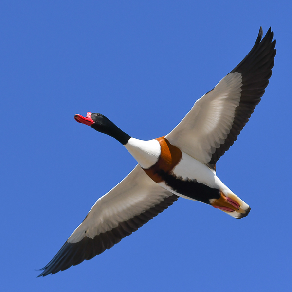 Ristisorsa, Common Shelduck, Tadorna tadorna