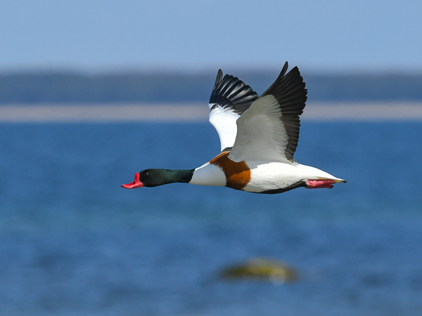 Ristisorsa, Common Shelduck, Tadorna tadorna