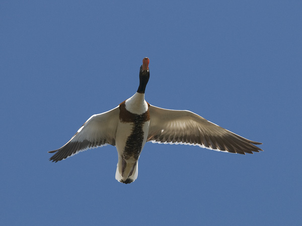 Ristisorsa, Common Shelduck, Tadorna tadorna