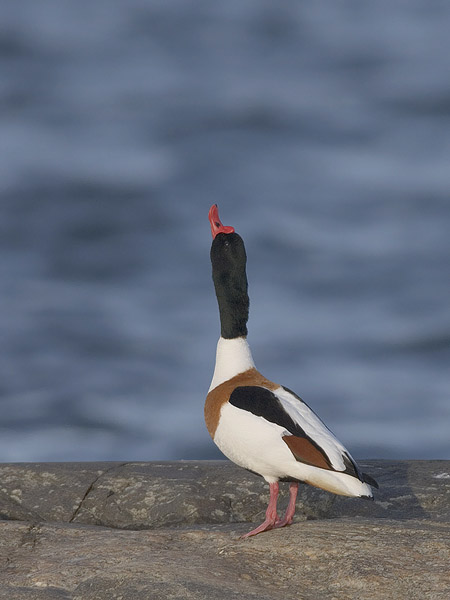 Ristisorsa, Common Shelduck, Tadorna tadorna