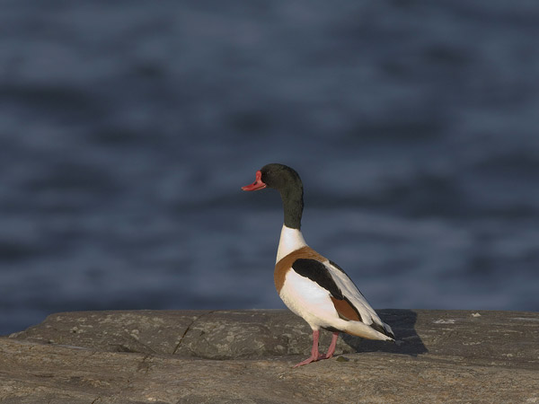 Ristisorsa, Common Shelduck, Tadorna tadorna