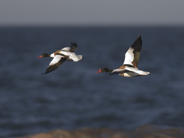 Ristisorsa, Common Shelduck, Tadorna tadorna
